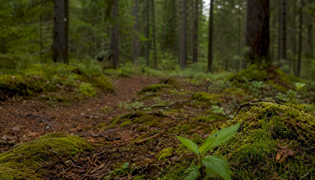 Protecting yourself from ticks in Swedish forests