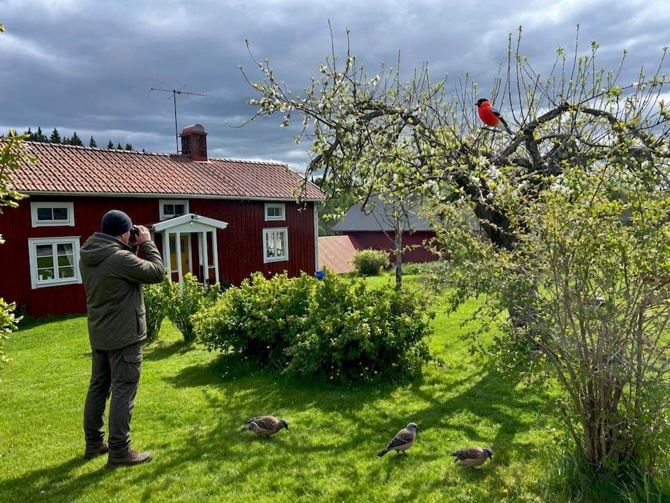 Birdwatching for beginners: start today with confidence