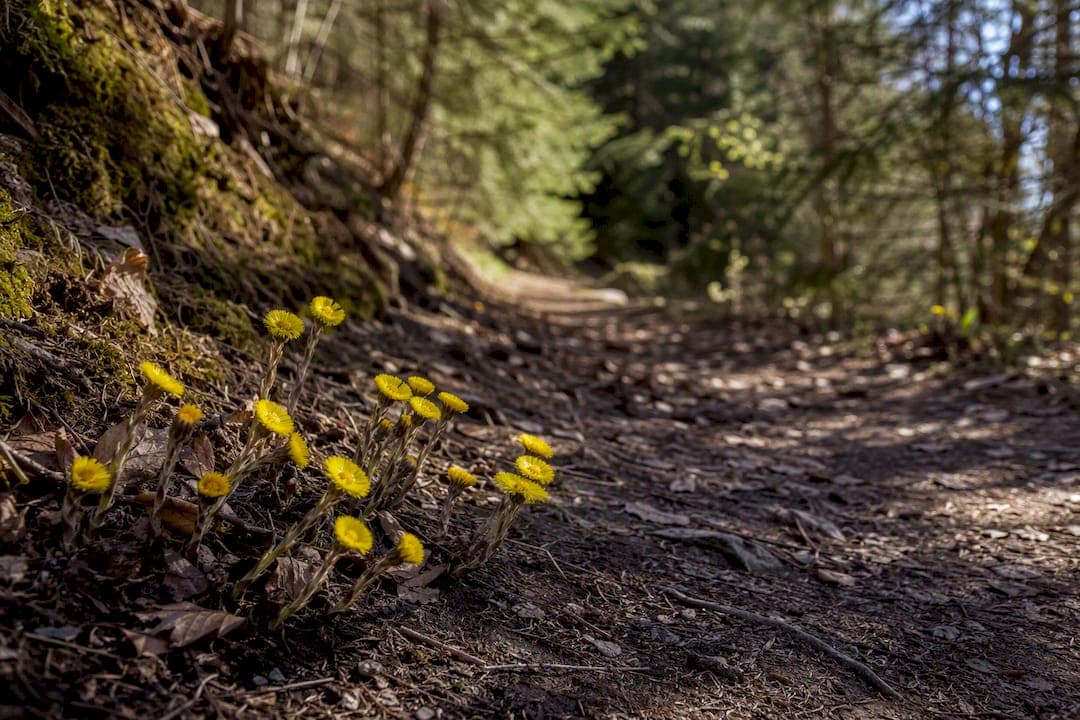 Vår i naturen: how to spot spring's first signs outdoors