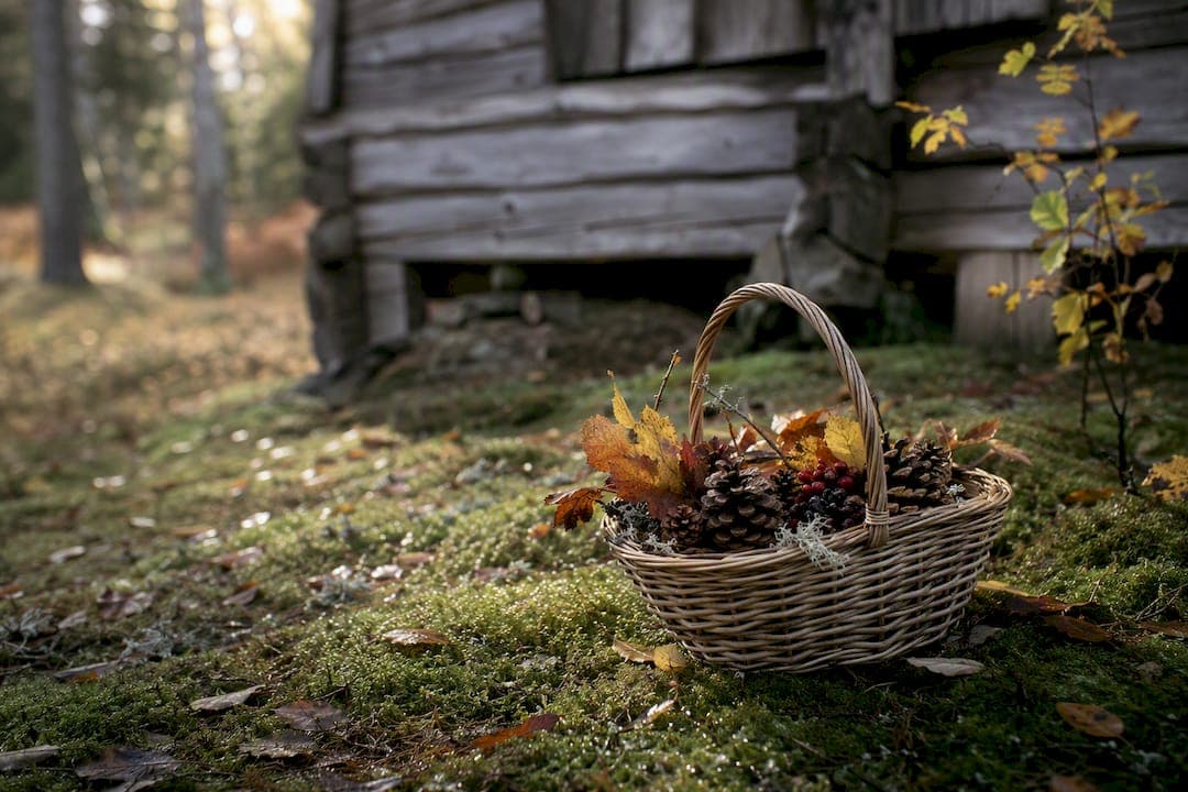 5 Family Friendly Autumn Forest Activities from a Swedish Farmhouse