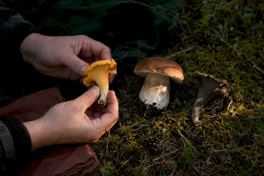 Learn 3 Safe Mushrooms Before You Forage Sweden's Forests