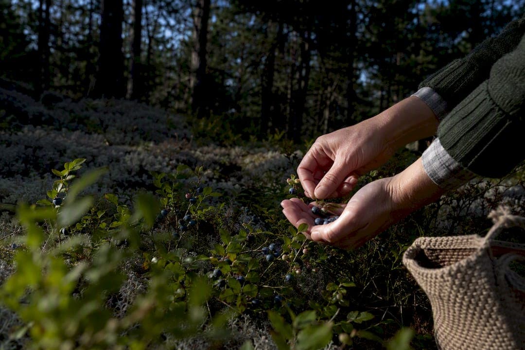 Take One Third Only: Practical Berry Picking in Swedish Forests