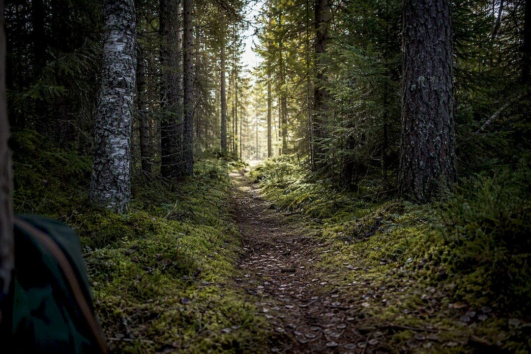 Swedish Forest Hiking Safety: 10 Essentials from a Farmhouse Host